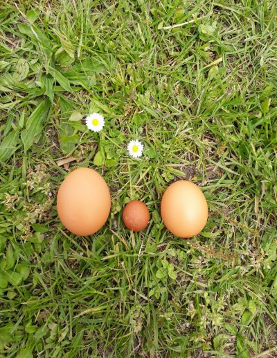 Vente directe à la ferme œufs bio Port-d'Envaux